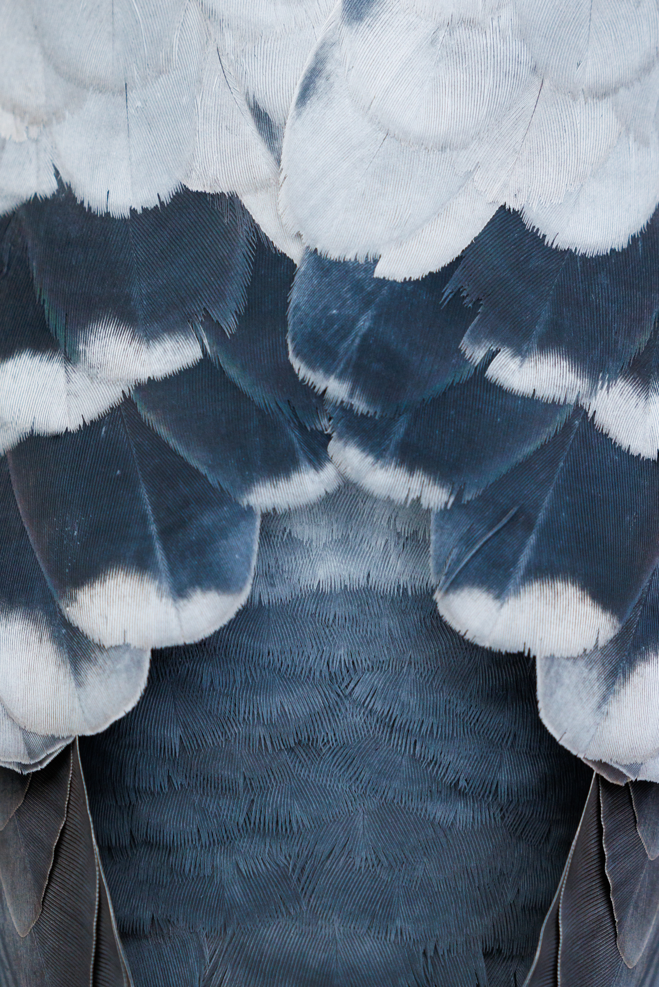 <b>Kreative Vogelfotografie mit Chris Kaula</b><br />13.04.2026 3 Kreative Vogelfotografie mit Chris Kaula