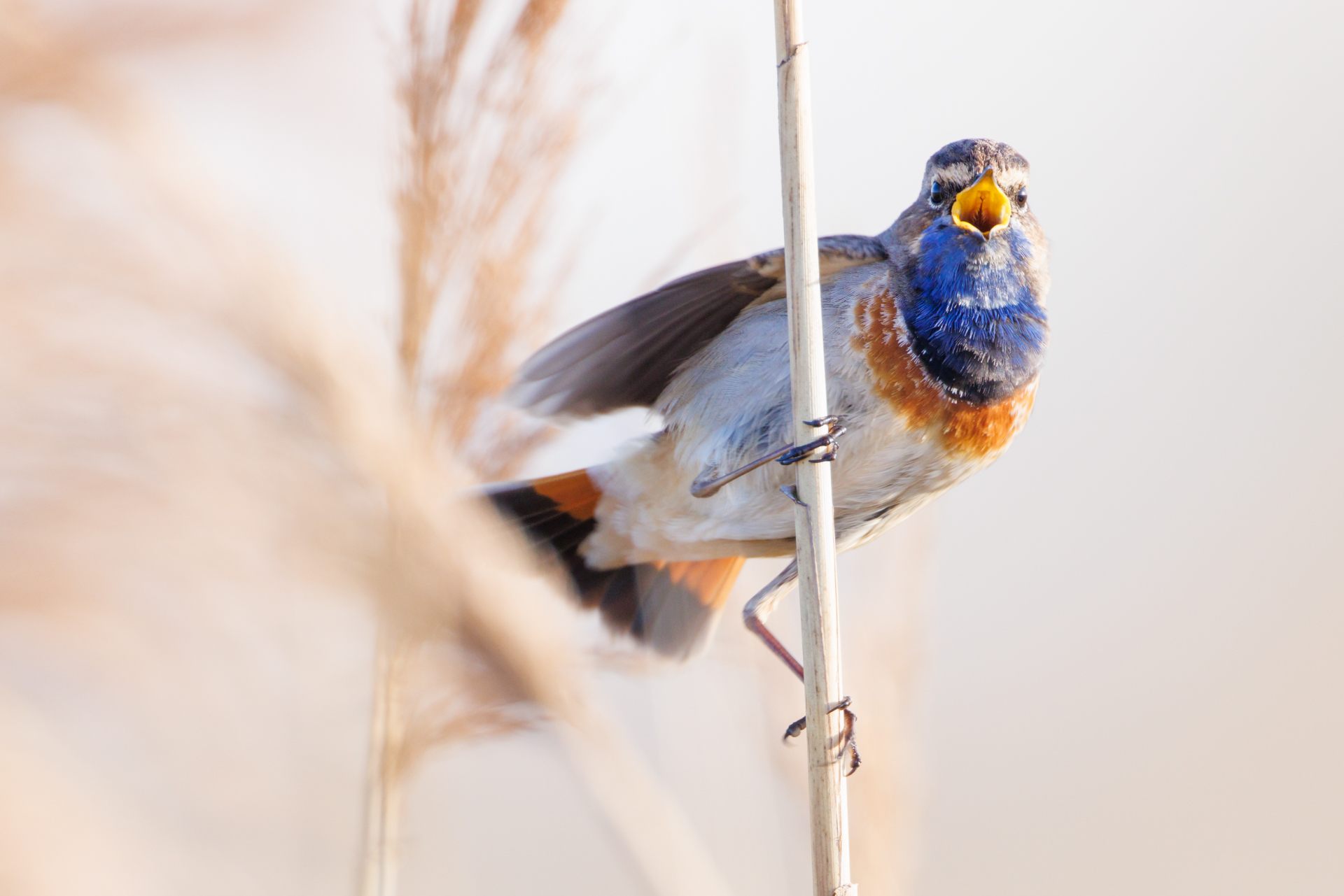 <b>Kreative Vogelfotografie mit Chris Kaula</b><br />13.04.2026 4 Kreative Vogelfotografie mit Chris Kaula