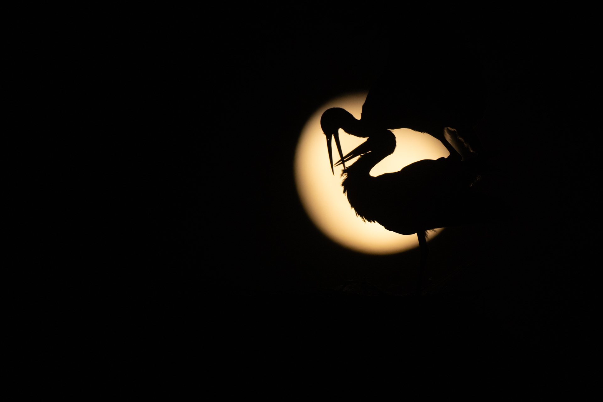 <b>Kreative Vogelfotografie mit Chris Kaula</b><br />13.04.2026 5 Kreative Vogelfotografie mit Chris Kaula