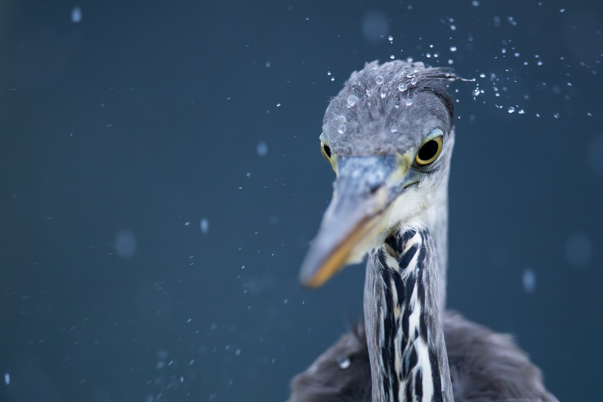 <b>Kreative Vogelfotografie mit Chris Kaula</b><br />13.04.2026 7 Kreative Vogelfotografie mit Chris Kaula