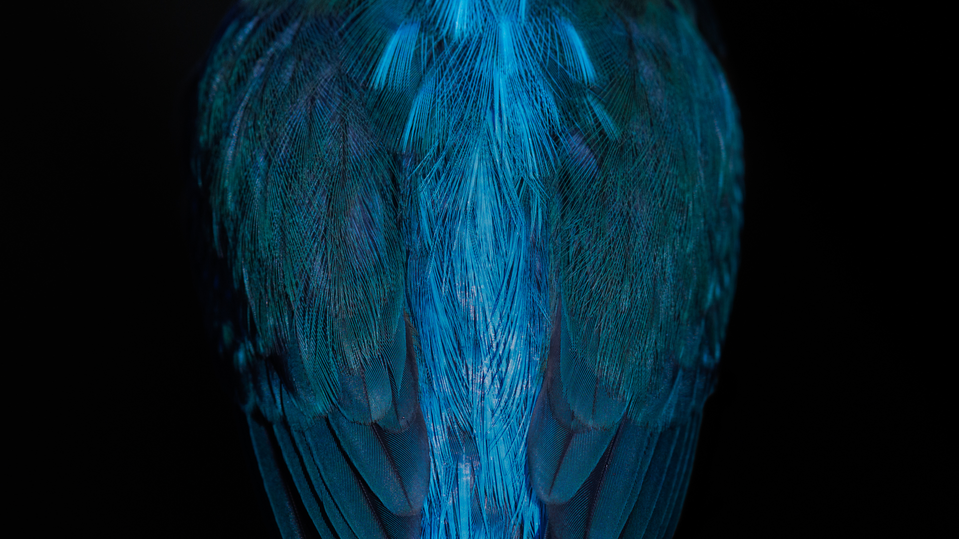 <b>Kreative Vogelfotografie mit Chris Kaula</b><br />13.04.2026 8 Kreative Vogelfotografie mit Chris Kaula