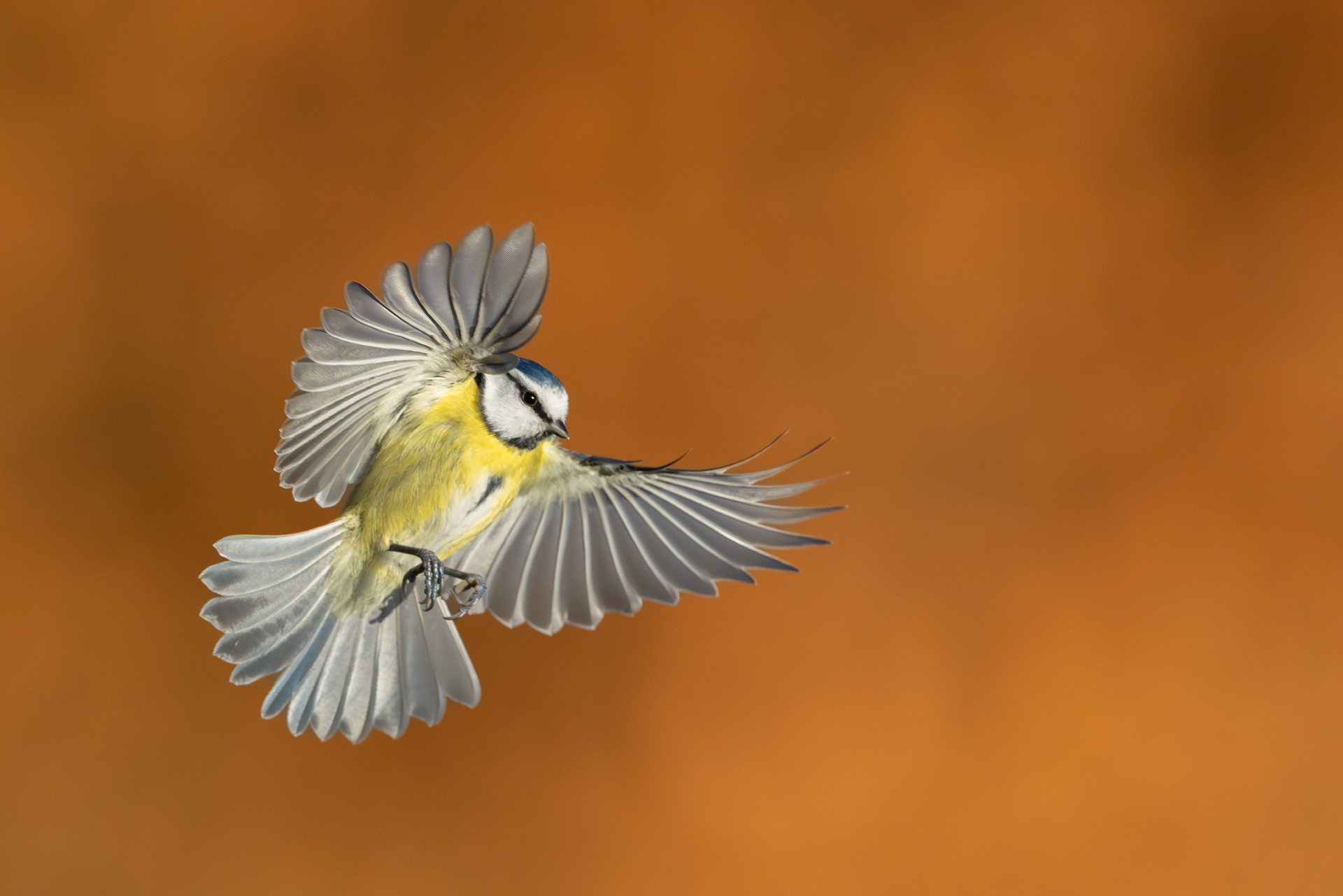 <b>Kreative Vogelfotografie mit Chris Kaula</b><br />13.04.2026 9 Kreative Vogelfotografie mit Chris Kaula