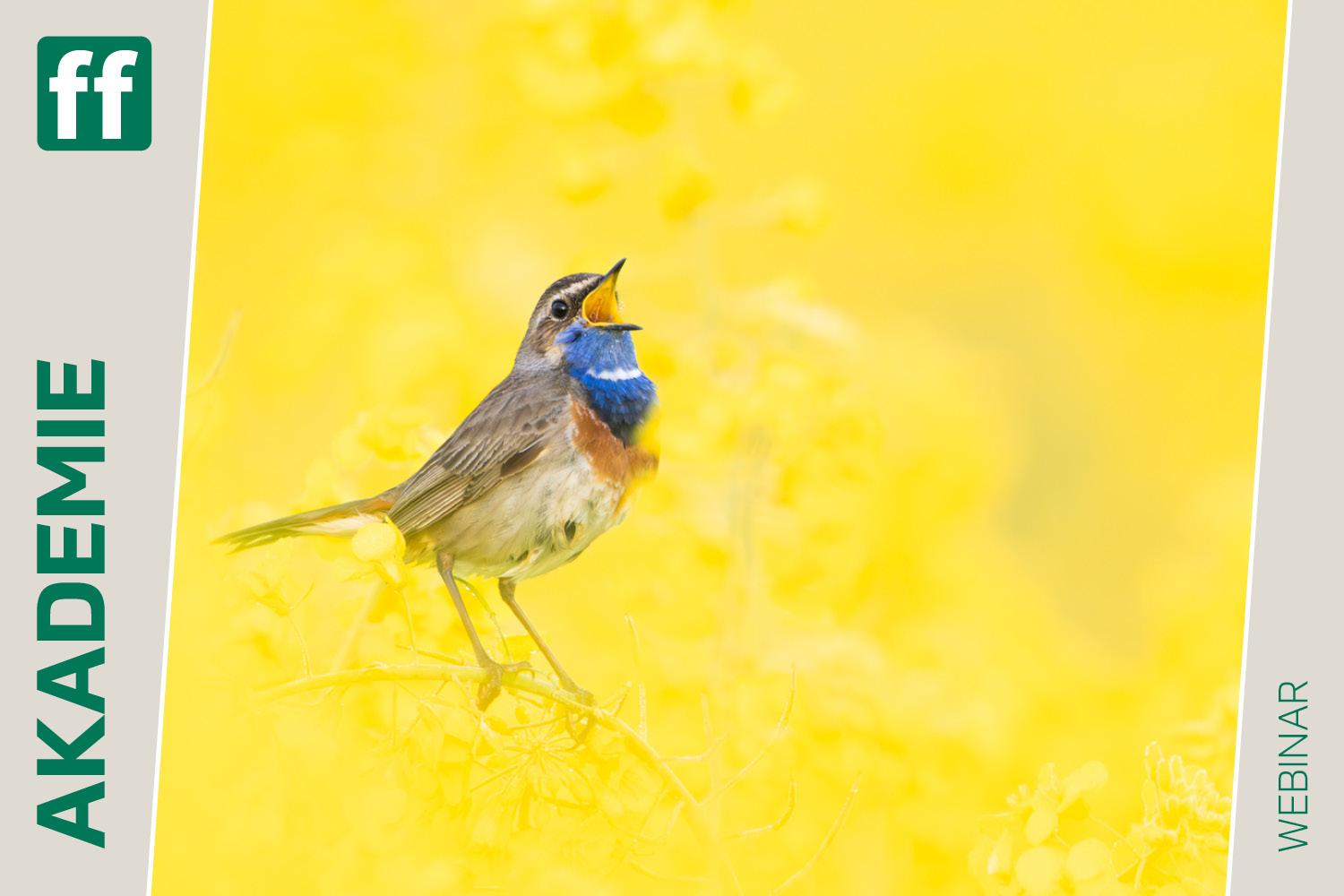 <b>Kreative Vogelfotografie mit Chris Kaula</b><br />13.04.2026 1 Kreative Vogelfotografie mit Chris Kaula