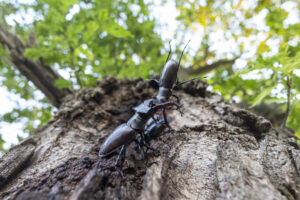 Monat der Naturfotografie: Kreative Makrofotografie mit Karsten Mosebach