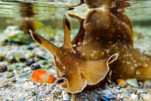 Monat der Naturfotografie: Mikrokosmos Strand mit Gabi Reichert