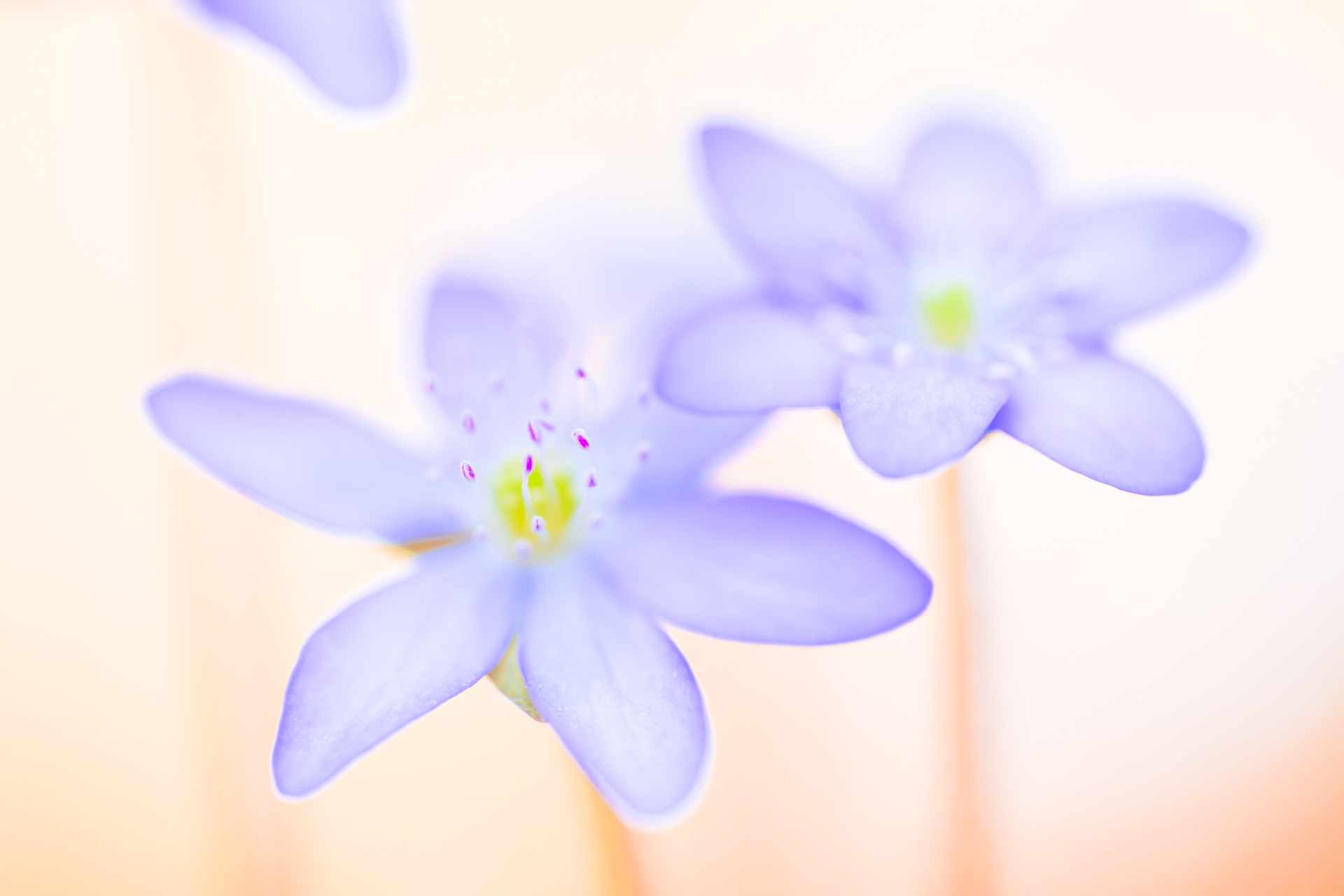 Monat der Naturfotografie: Sandra Westermann: So entstehen Bildideen in der Naturfotografie