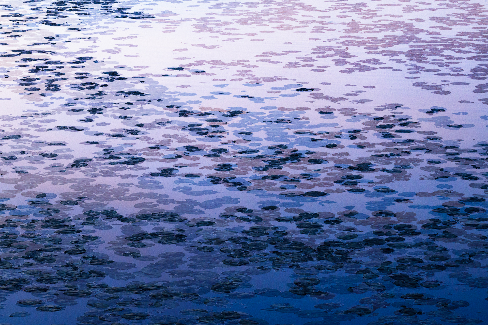 Monat der Naturfotografie: Sandra Westermann: So entstehen Bildideen in der Naturfotografie