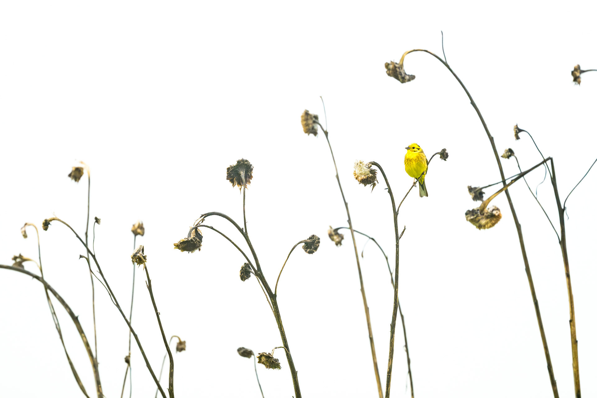 Monat der Naturfotografie: Sandra Westermann: So entstehen Bildideen in der Naturfotografie