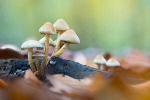 Monat der Naturfotografie: Totholz als Lebensraum und Fotomotiv mit Farina Graßmann