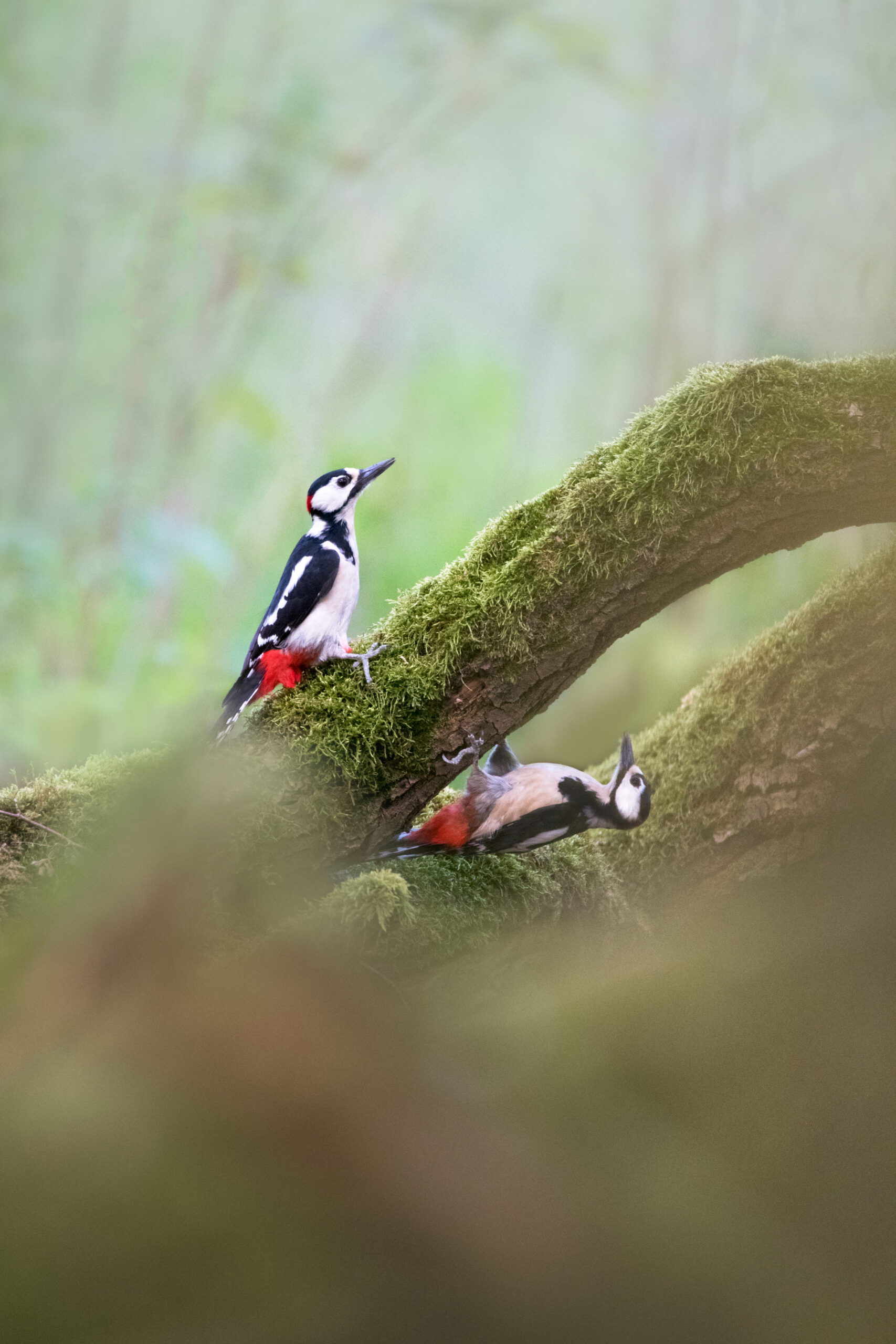 Monat der Naturfotografie: Totholz als Lebensraum und Fotomotiv mit Farina Graßmann