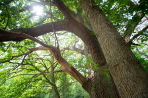 Monat der Naturfotografie: Totholz als Lebensraum und Fotomotiv mit Farina Graßmann