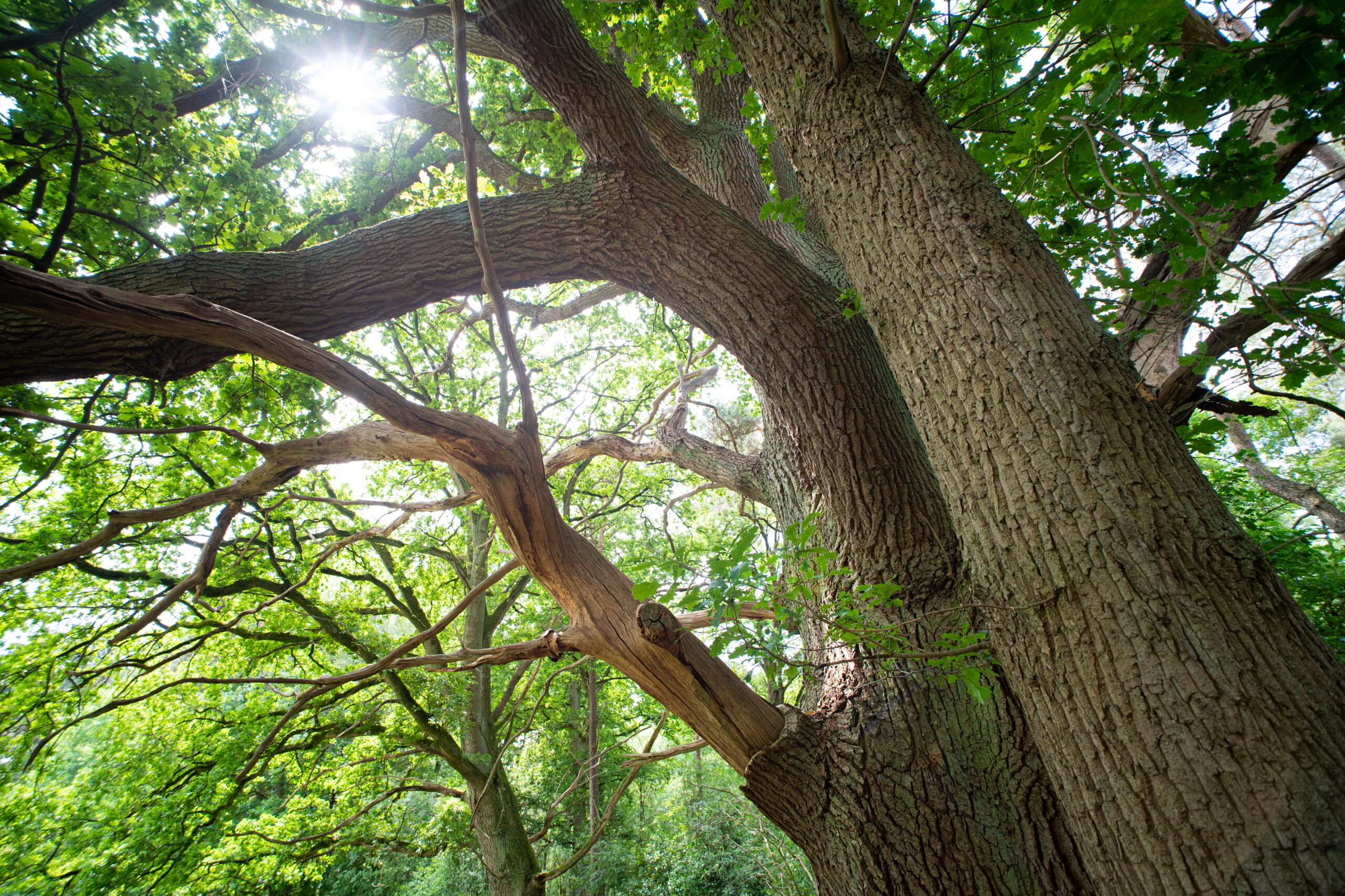 Monat der Naturfotografie: Totholz als Lebensraum und Fotomotiv mit Farina Graßmann