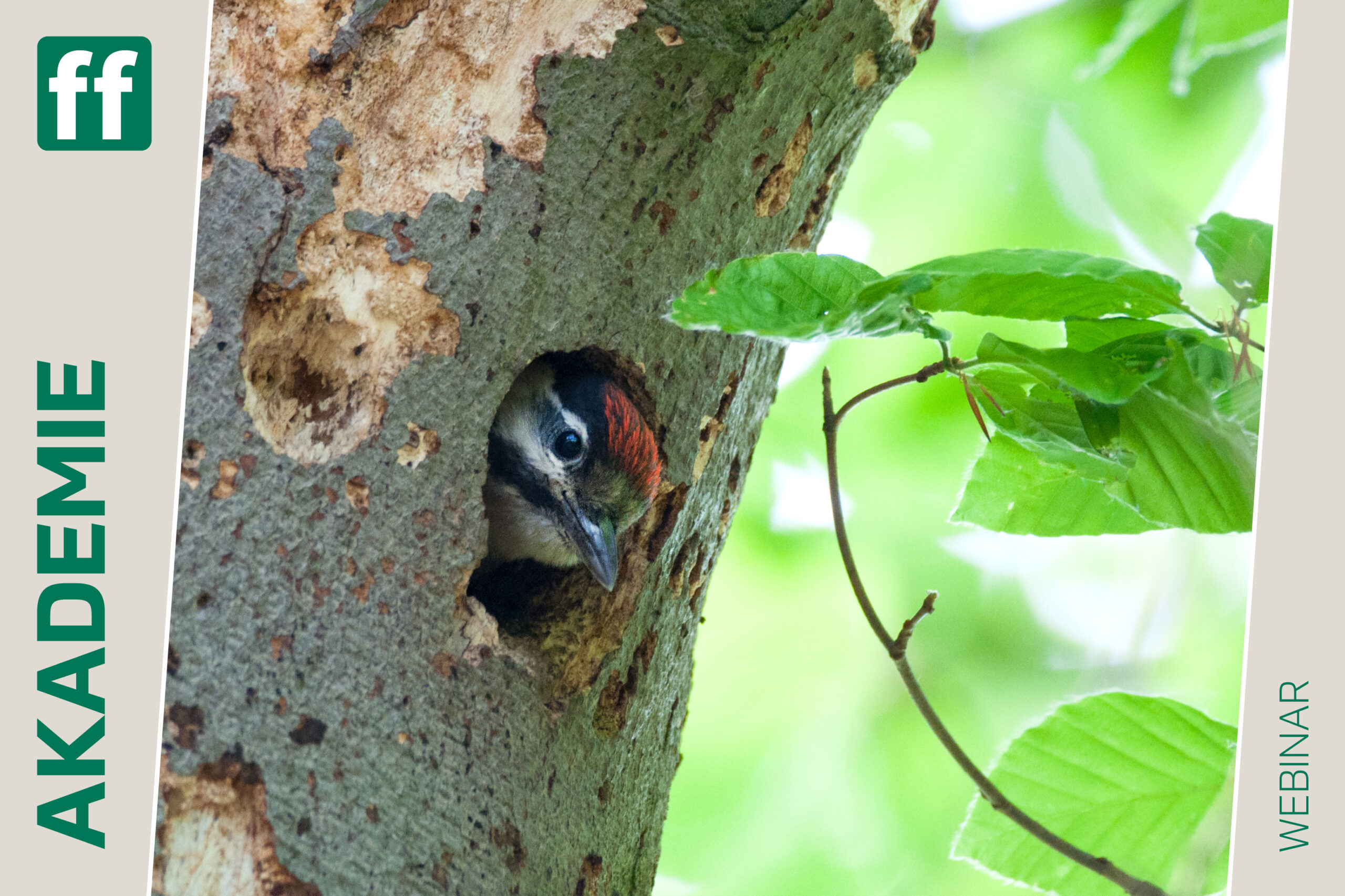Monat der Naturfotografie: Totholz als Lebensraum und Fotomotiv mit Farina Graßmann