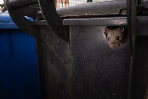 <b>Monat der Naturfotografie: Urbane Naturfotografie mit Chris Kaula</b><br />10.11.2026 8