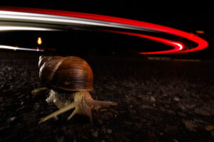 <b>Monat der Naturfotografie: Urbane Naturfotografie mit Chris Kaula</b><br />10.11.2026 9
