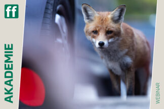 Monat der Naturfotografie: Urbane Naturfotografie mit Chris Kaula