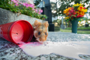 <b>Monat der Naturfotografie: Urbane Naturfotografie mit Chris Kaula</b><br />10.11.2026 10