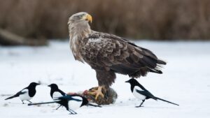 Adler hautnah – mit Insiderwissen & Fototipps