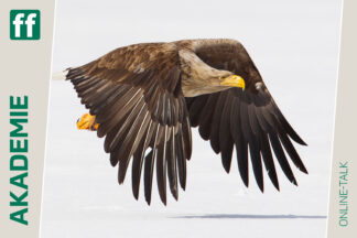 Adler hautnah – mit Insiderwissen & Fototipps
