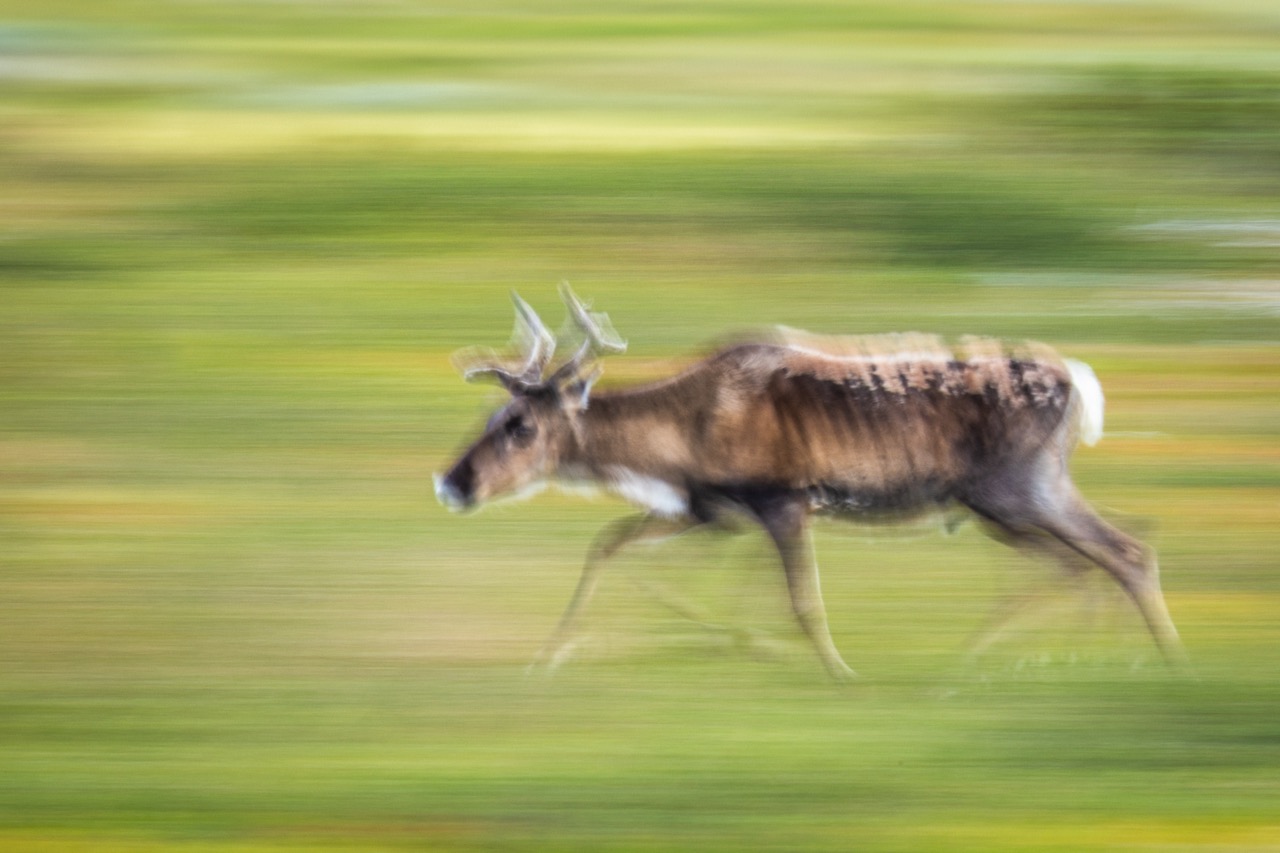 <b>ICM – Kreative Fotografie durch Bewegung</b><br />03.09.2026 - 08.10.2026 5 ICM – Kreative Fotografie durch Bewegung