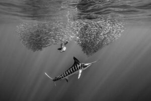 <b>Harald Slauschek: Unterwasserfotografie - zwischen Schnorcheln, Tauchen, Technik und Bildidee</b><br />03.12.2026 23