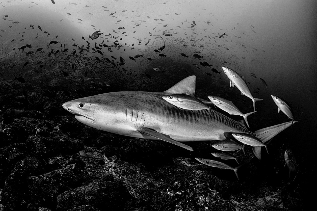 <b>Harald Slauschek: Unterwasserfotografie - zwischen Schnorcheln, Tauchen, Technik und Bildidee</b><br />03.12.2026 2 Harald Slauschek: Unterwasserfotografie - zwischen Schnorcheln, Tauchen, Technik und Bildidee