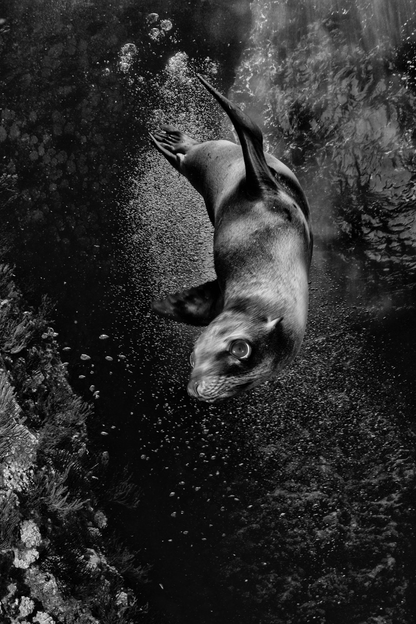 <b>Harald Slauschek: Unterwasserfotografie - zwischen Schnorcheln, Tauchen, Technik und Bildidee</b><br />03.12.2026 3 Harald Slauschek: Unterwasserfotografie - zwischen Schnorcheln, Tauchen, Technik und Bildidee