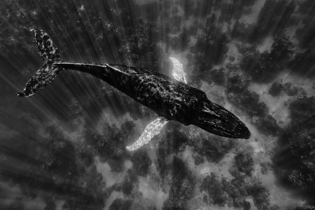 <b>Harald Slauschek: Unterwasserfotografie - zwischen Schnorcheln, Tauchen, Technik und Bildidee</b><br />03.12.2026 4 Harald Slauschek: Unterwasserfotografie - zwischen Schnorcheln, Tauchen, Technik und Bildidee