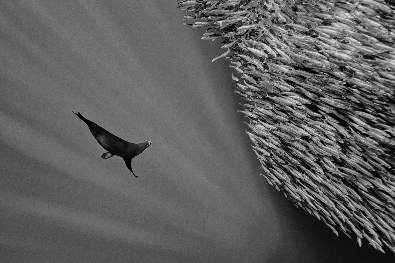 <b>Harald Slauschek: Unterwasserfotografie - zwischen Schnorcheln, Tauchen, Technik und Bildidee</b><br />03.12.2026 5 Harald Slauschek: Unterwasserfotografie - zwischen Schnorcheln, Tauchen, Technik und Bildidee