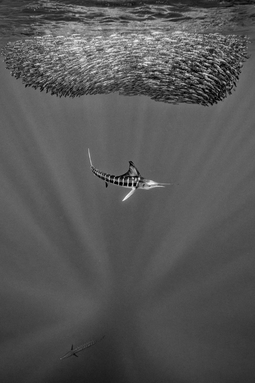 <b>Harald Slauschek: Unterwasserfotografie - zwischen Schnorcheln, Tauchen, Technik und Bildidee</b><br />03.12.2026 6 Harald Slauschek: Unterwasserfotografie - zwischen Schnorcheln, Tauchen, Technik und Bildidee