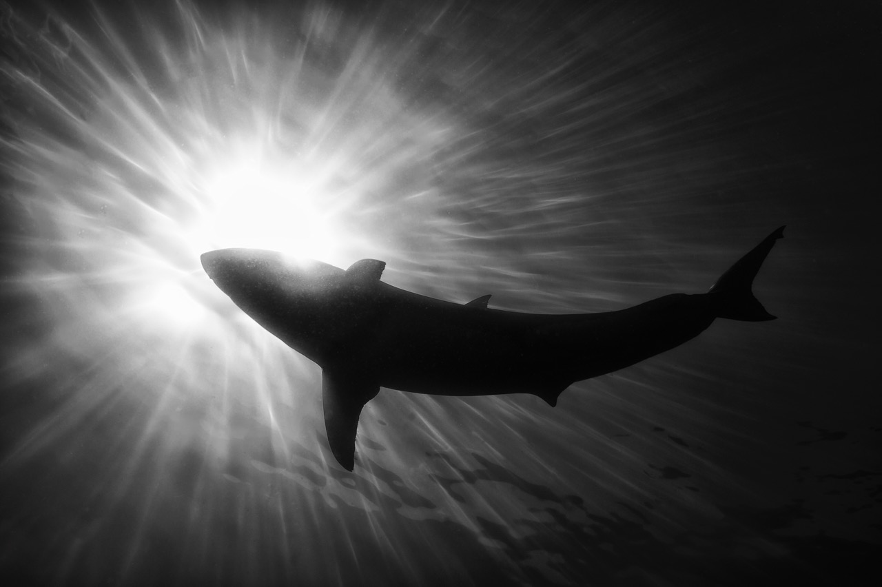 <b>Harald Slauschek: Unterwasserfotografie - zwischen Schnorcheln, Tauchen, Technik und Bildidee</b><br />03.12.2026 7 Harald Slauschek: Unterwasserfotografie - zwischen Schnorcheln, Tauchen, Technik und Bildidee