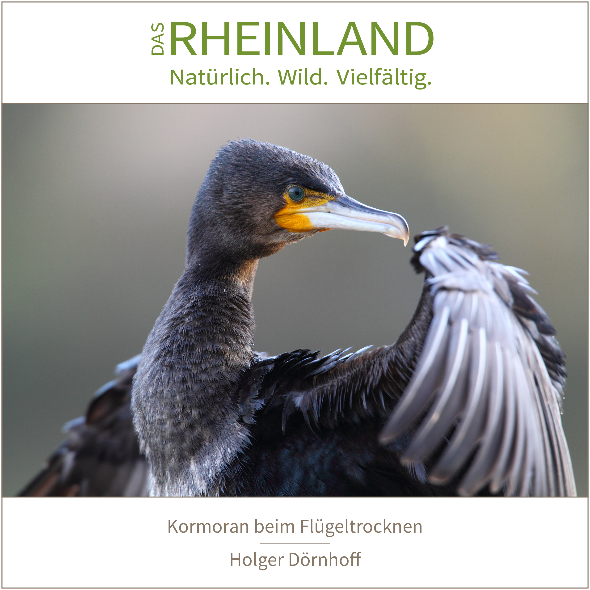 <b>Das Rheinland. <br />Natürlich. Wild. Vielfältig.</b><br />25 Naturfotograf:innen zeigen die Schätze ihrer Heimat 18 Kormoran beim Flügeltrocknen | Holger Dörnhoff