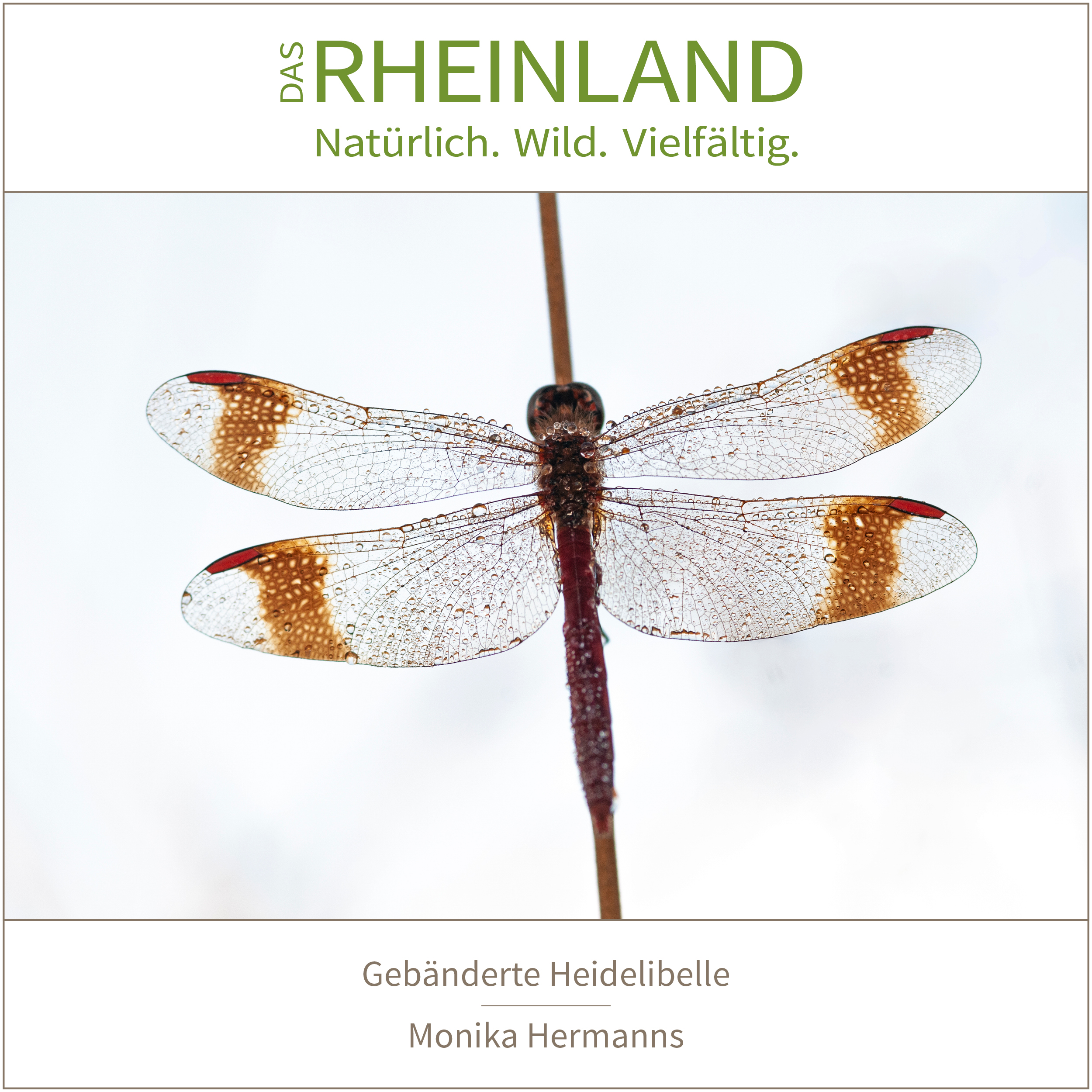 <b>Das Rheinland. <br />Natürlich. Wild. Vielfältig.</b><br />25 Naturfotograf:innen zeigen die Schätze ihrer Heimat 19 Gebänderte Heidelibelle | Monika Hermanns
