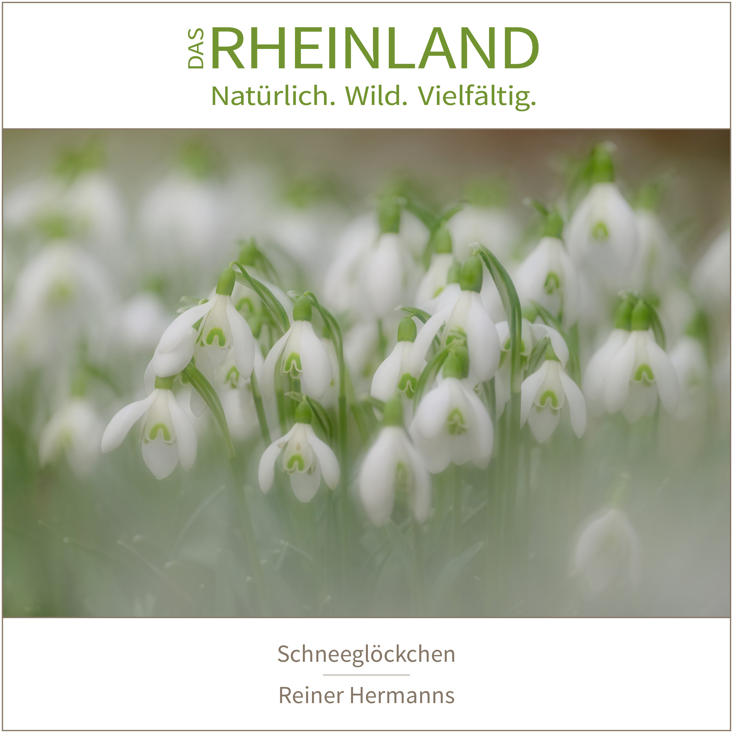 <b>Das Rheinland. <br />Natürlich. Wild. Vielfältig.</b><br />25 Naturfotograf:innen zeigen die Schätze ihrer Heimat 26 Schneeglöckchen | Reiner Hermanns