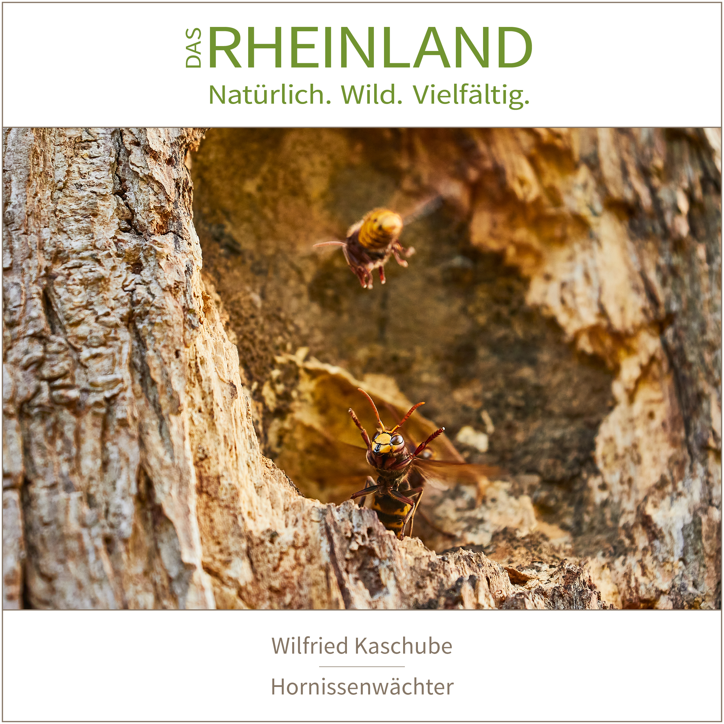 <b>Das Rheinland. <br />Natürlich. Wild. Vielfältig.</b><br />25 Naturfotograf:innen zeigen die Schätze ihrer Heimat 20 Hornissenwächter | Wilfried Kaschube