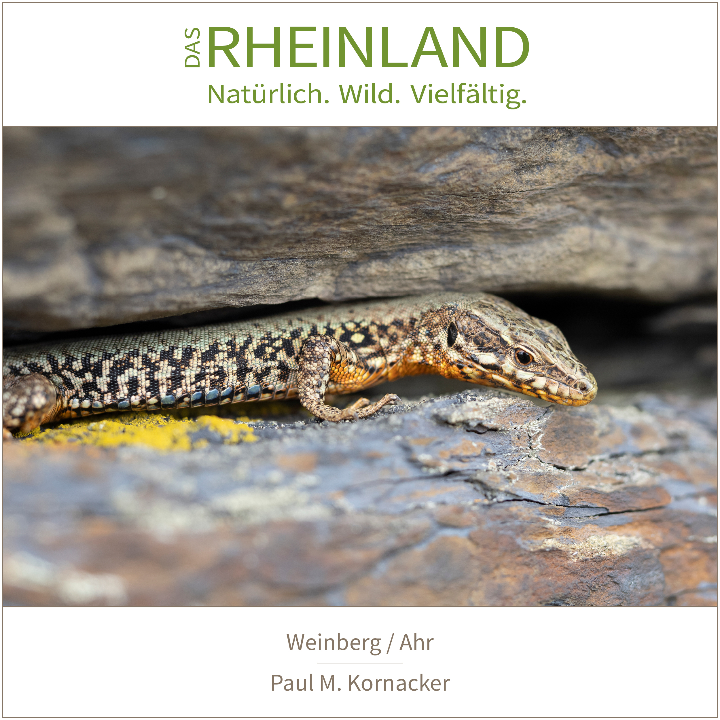 <b>Das Rheinland. <br />Natürlich. Wild. Vielfältig.</b><br />25 Naturfotograf:innen zeigen die Schätze ihrer Heimat 22 Weinberg, Ahr | Paul M. Kornacker