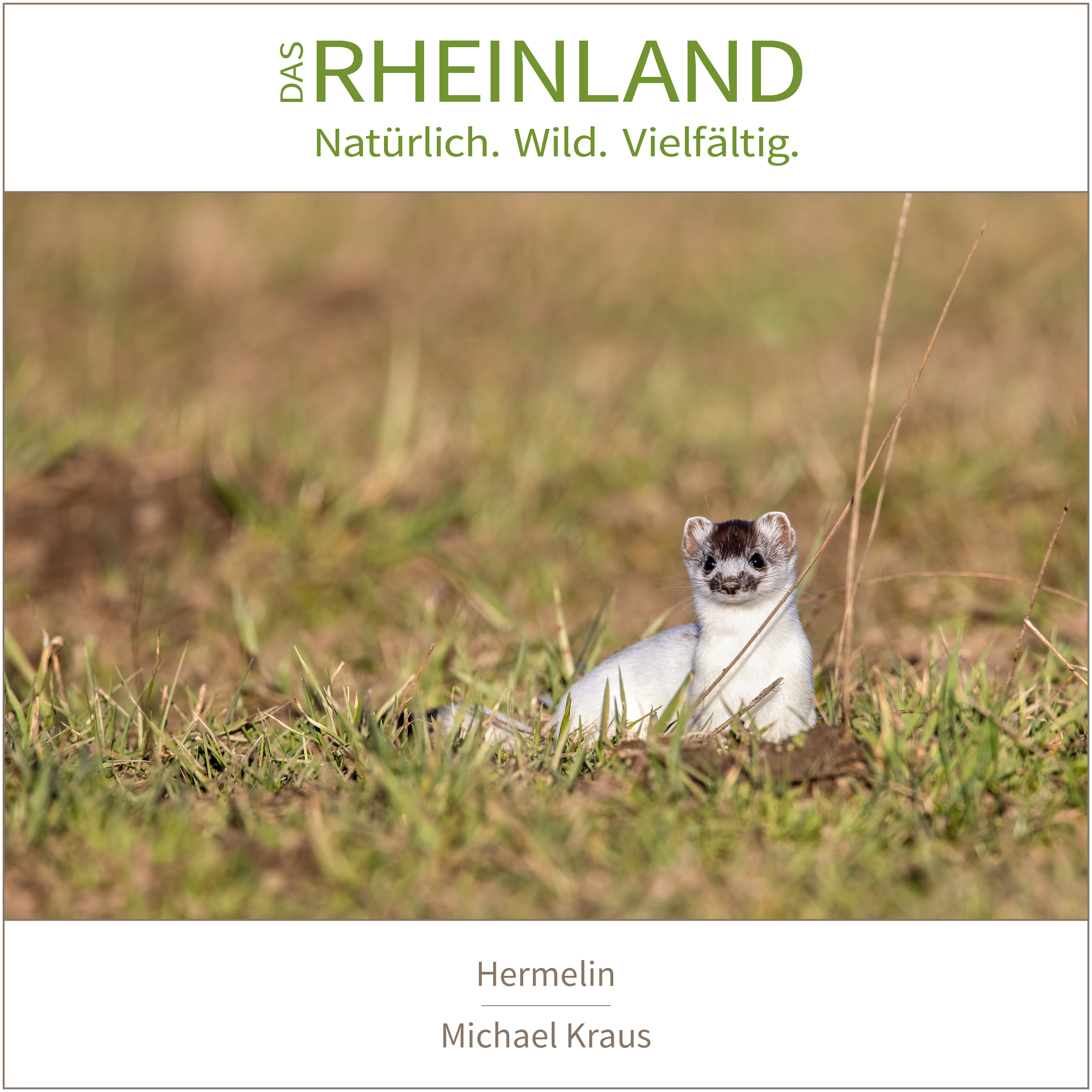 <b>Das Rheinland. <br />Natürlich. Wild. Vielfältig.</b><br />25 Naturfotograf:innen zeigen die Schätze ihrer Heimat 23 Hermelin | Michael Kraus