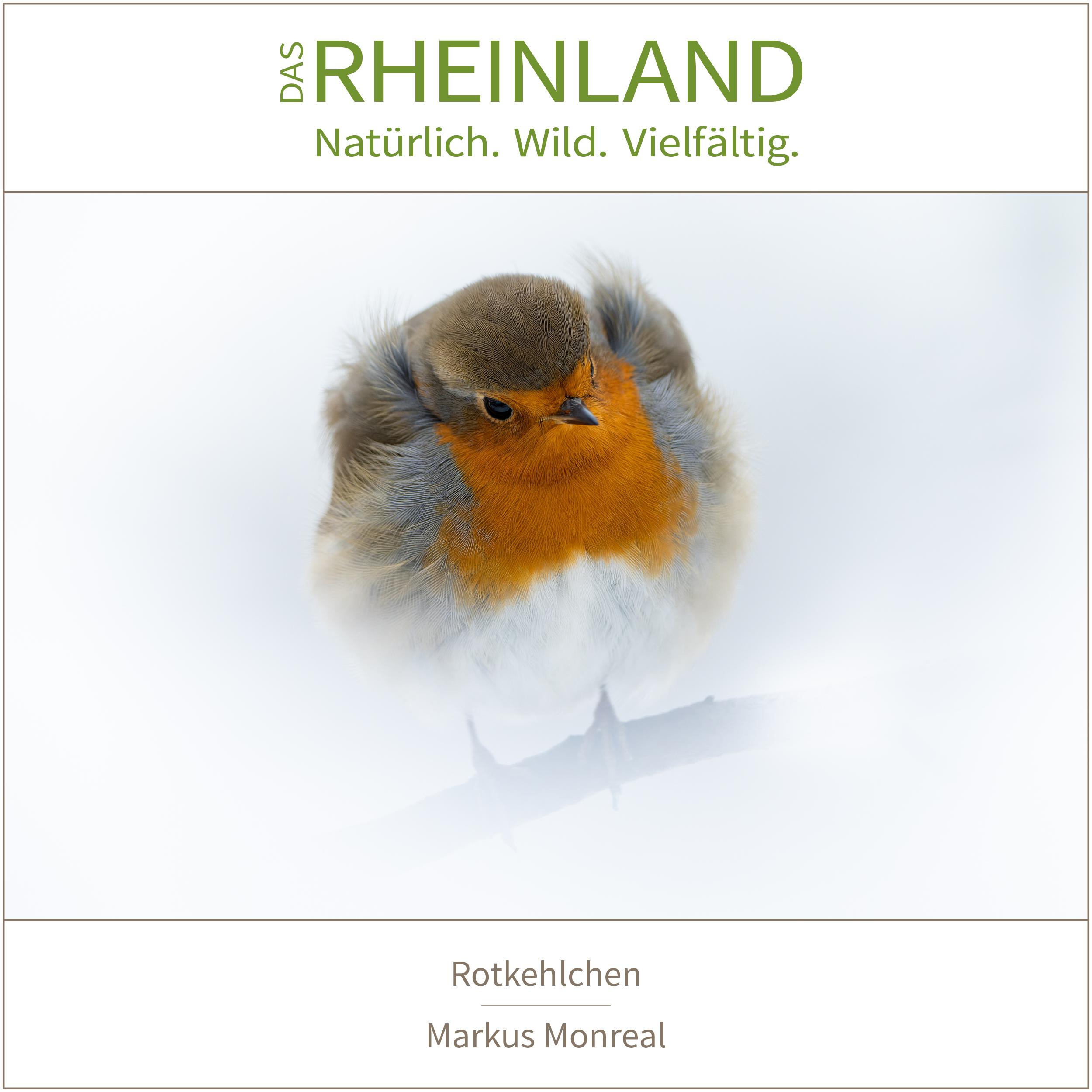 <b>Das Rheinland. <br />Natürlich. Wild. Vielfältig.</b><br />25 Naturfotograf:innen zeigen die Schätze ihrer Heimat 16 Rotkehlchen | Markus Monreal
