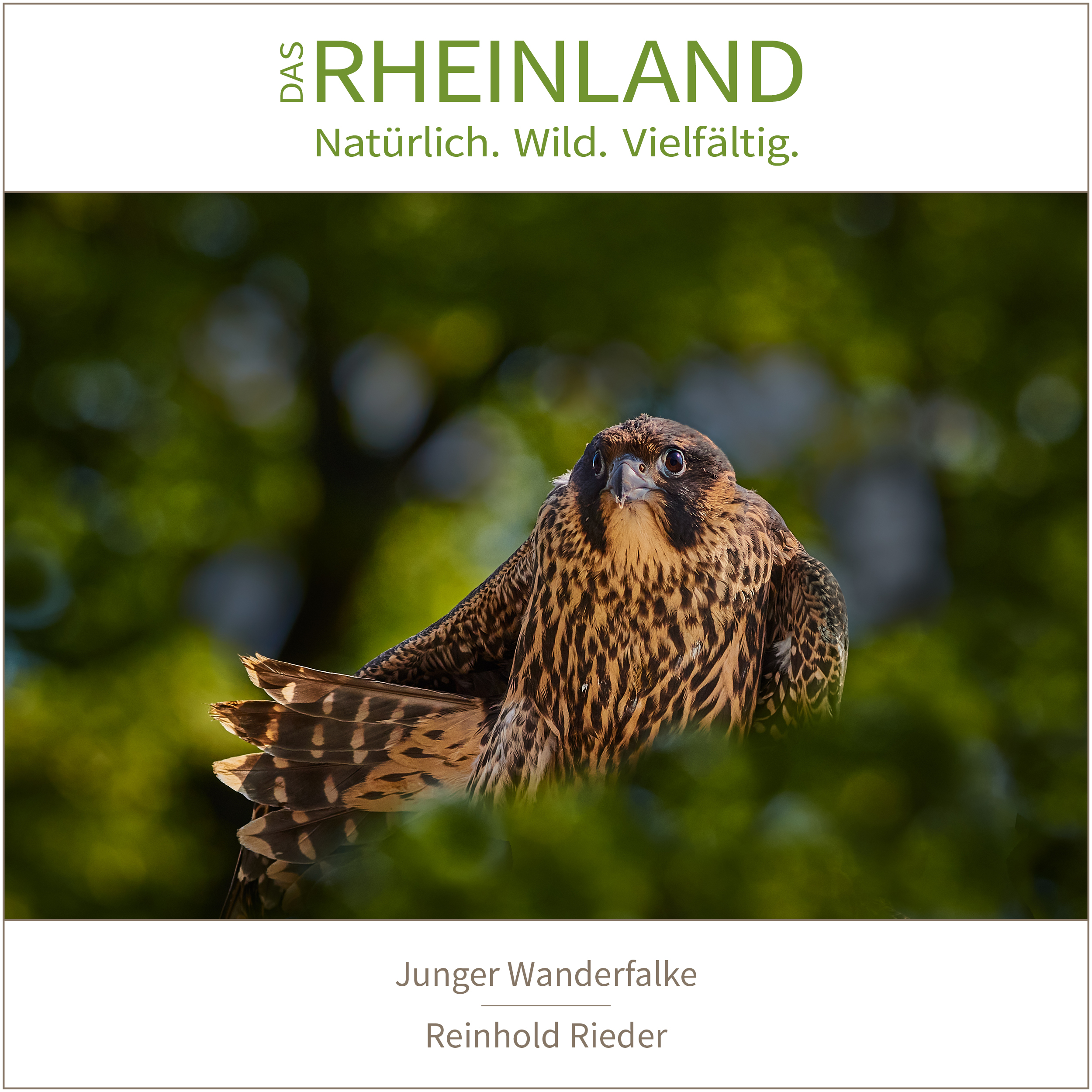 <b>Das Rheinland. <br />Natürlich. Wild. Vielfältig.</b><br />25 Naturfotograf:innen zeigen die Schätze ihrer Heimat 17 Junger Wanderfalke | Reinhold Rieder