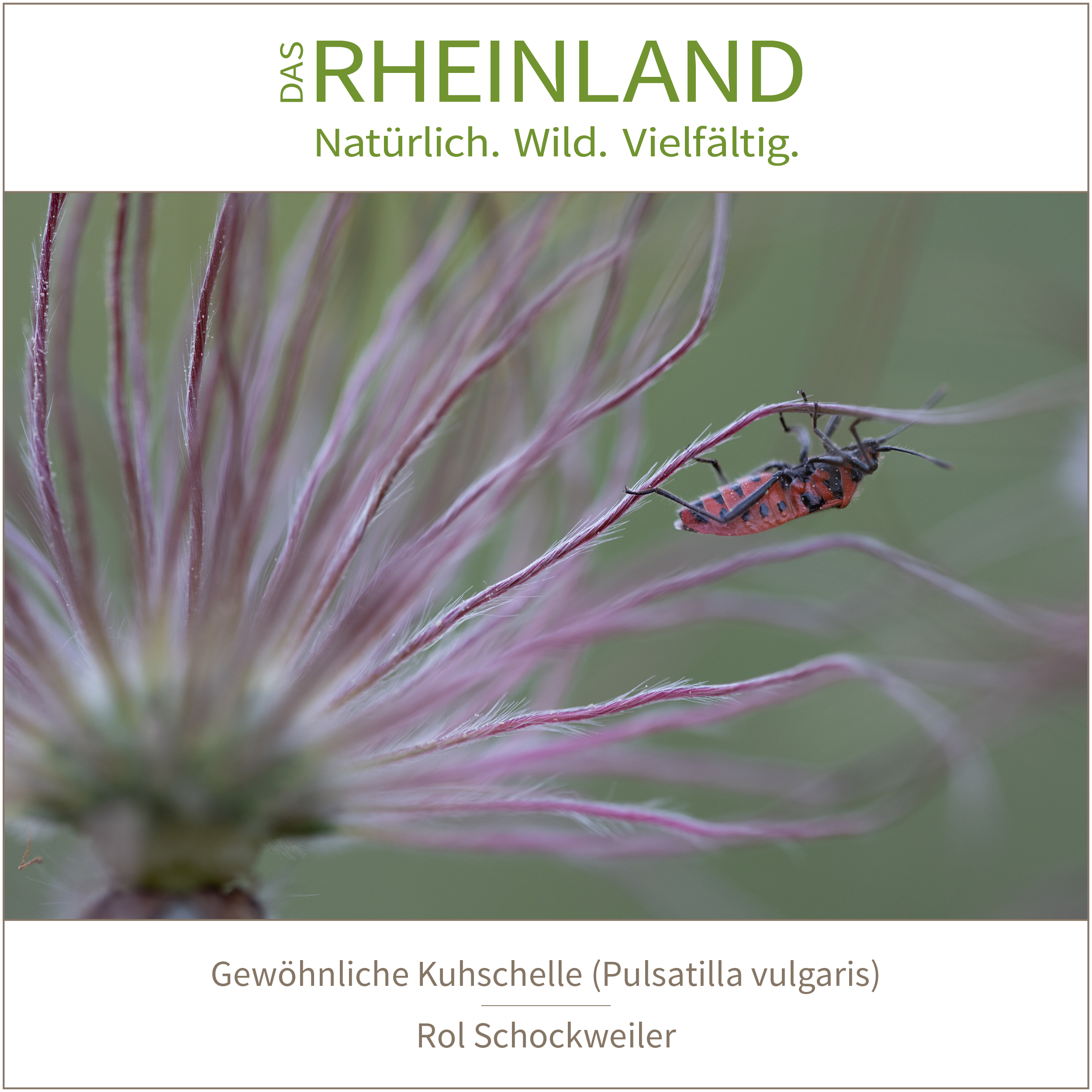 <b>Das Rheinland. <br />Natürlich. Wild. Vielfältig.</b><br />25 Naturfotograf:innen zeigen die Schätze ihrer Heimat 21 Gewöhnliche Kuhschelle (Pulsatilla vulgaris) | Rol Schockweiler