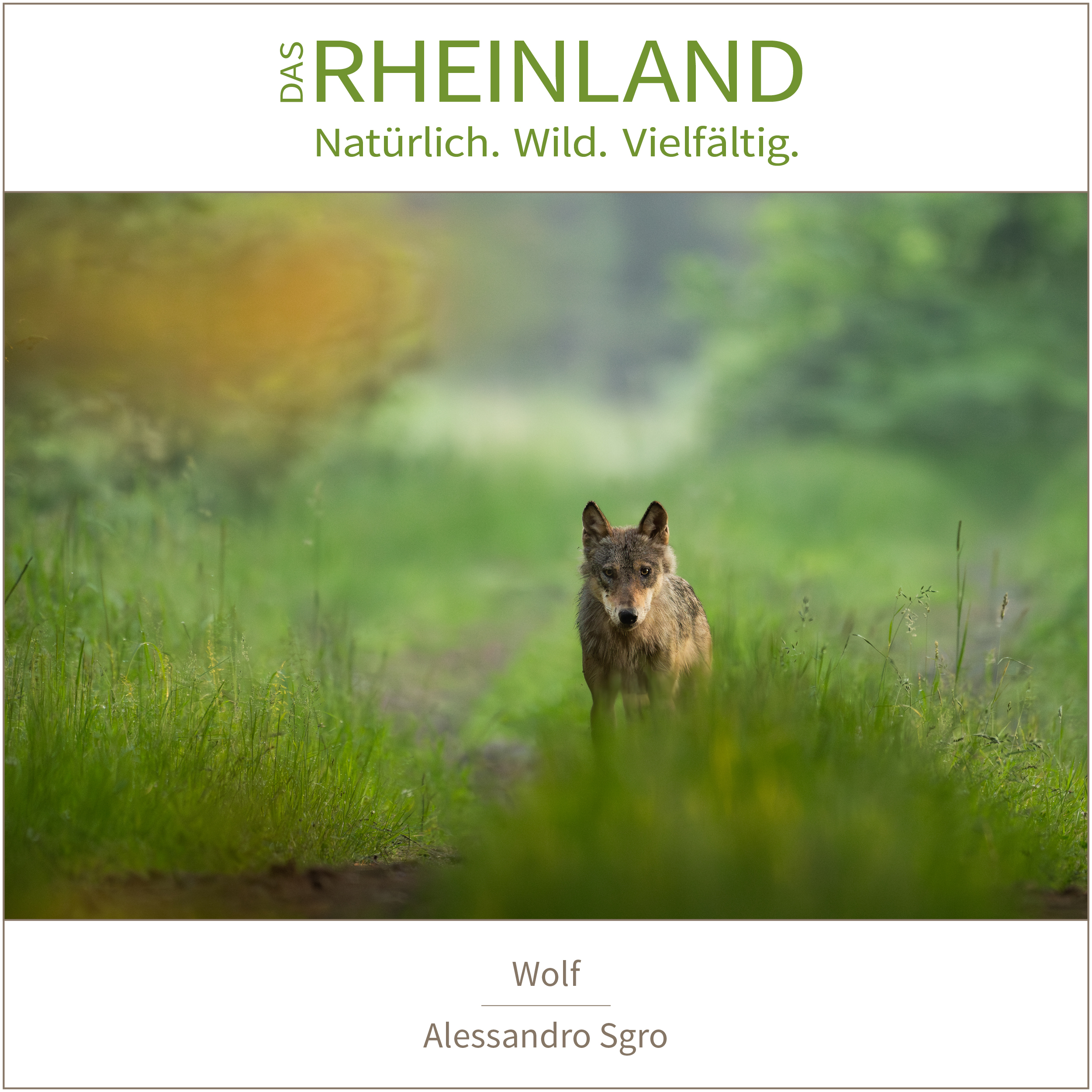 <b>Das Rheinland. <br />Natürlich. Wild. Vielfältig.</b><br />25 Naturfotograf:innen zeigen die Schätze ihrer Heimat 24 Wolf | Alessandro Sgro