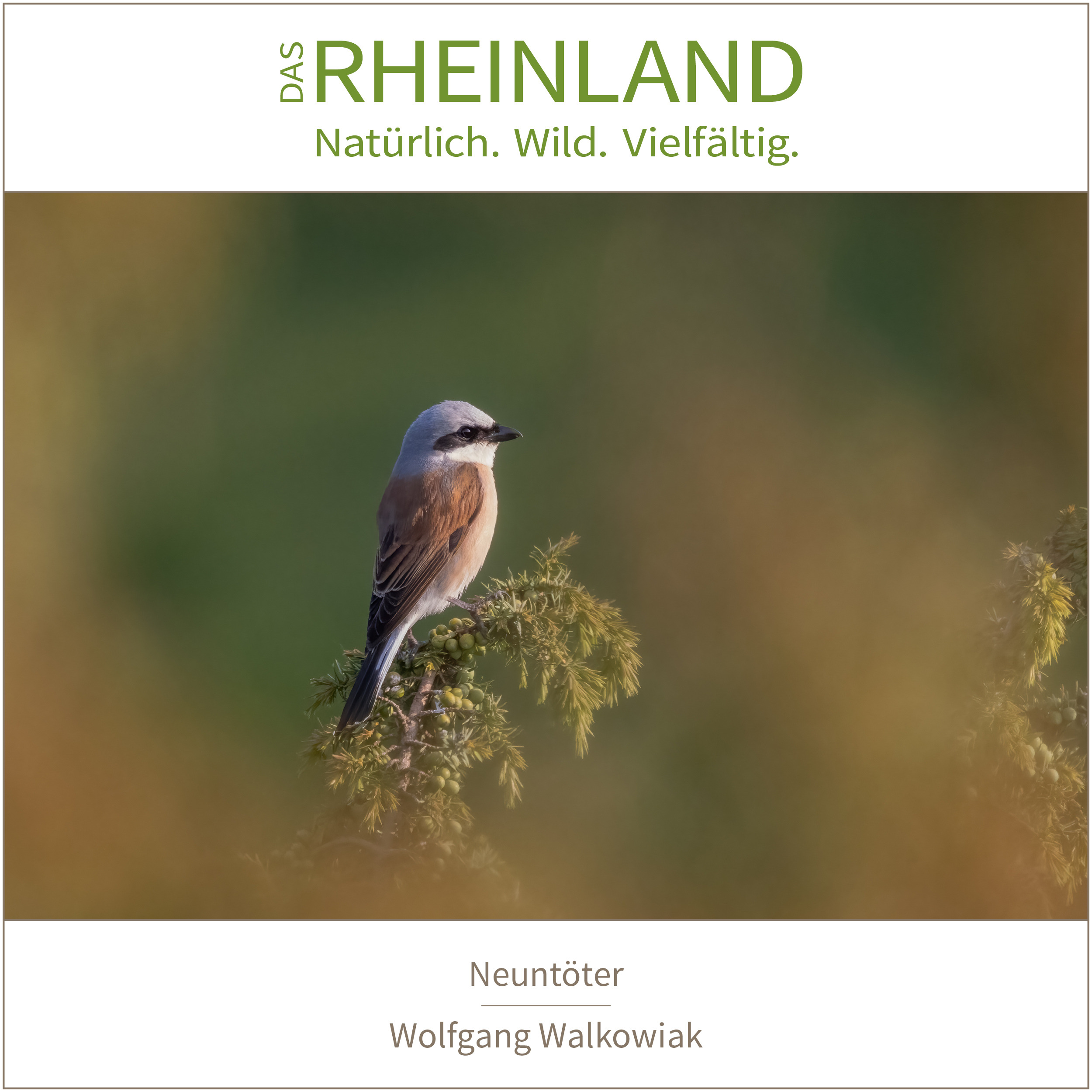 <b>Das Rheinland. <br />Natürlich. Wild. Vielfältig.</b><br />25 Naturfotograf:innen zeigen die Schätze ihrer Heimat 14 Neuntöter | Wolfgang Walkowiak