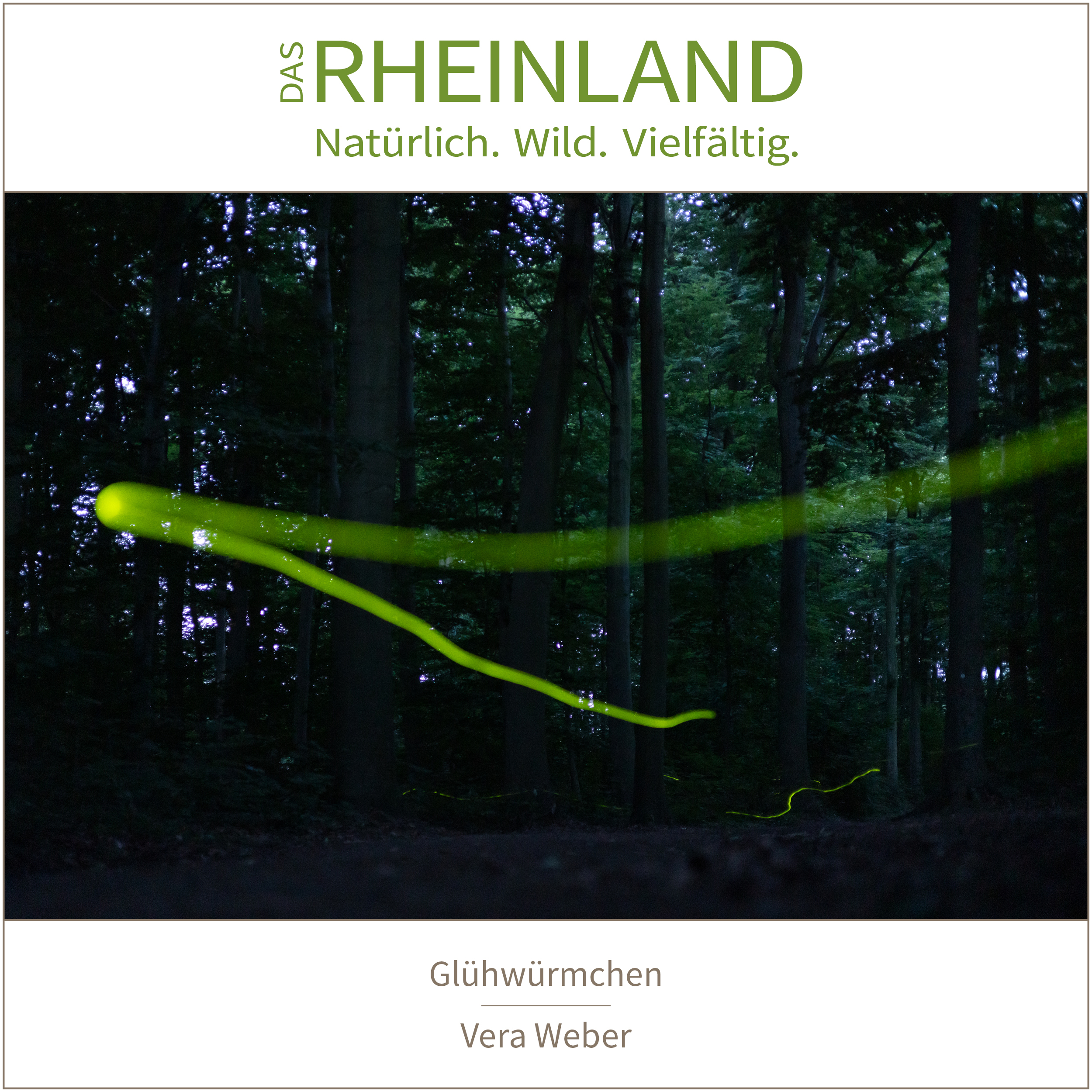 <b>Das Rheinland. <br />Natürlich. Wild. Vielfältig.</b><br />25 Naturfotograf:innen zeigen die Schätze ihrer Heimat 25 Glühwürmchen | Vera Weber
