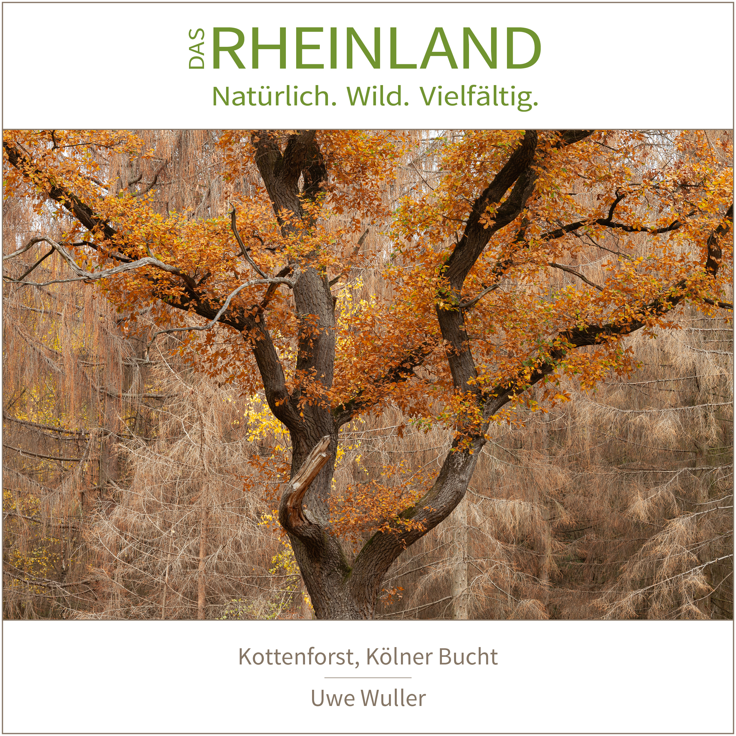 <b>Das Rheinland. <br />Natürlich. Wild. Vielfältig.</b><br />25 Naturfotograf:innen zeigen die Schätze ihrer Heimat 28 Kottenforst, Kölner Bucht | Uwe Wuller