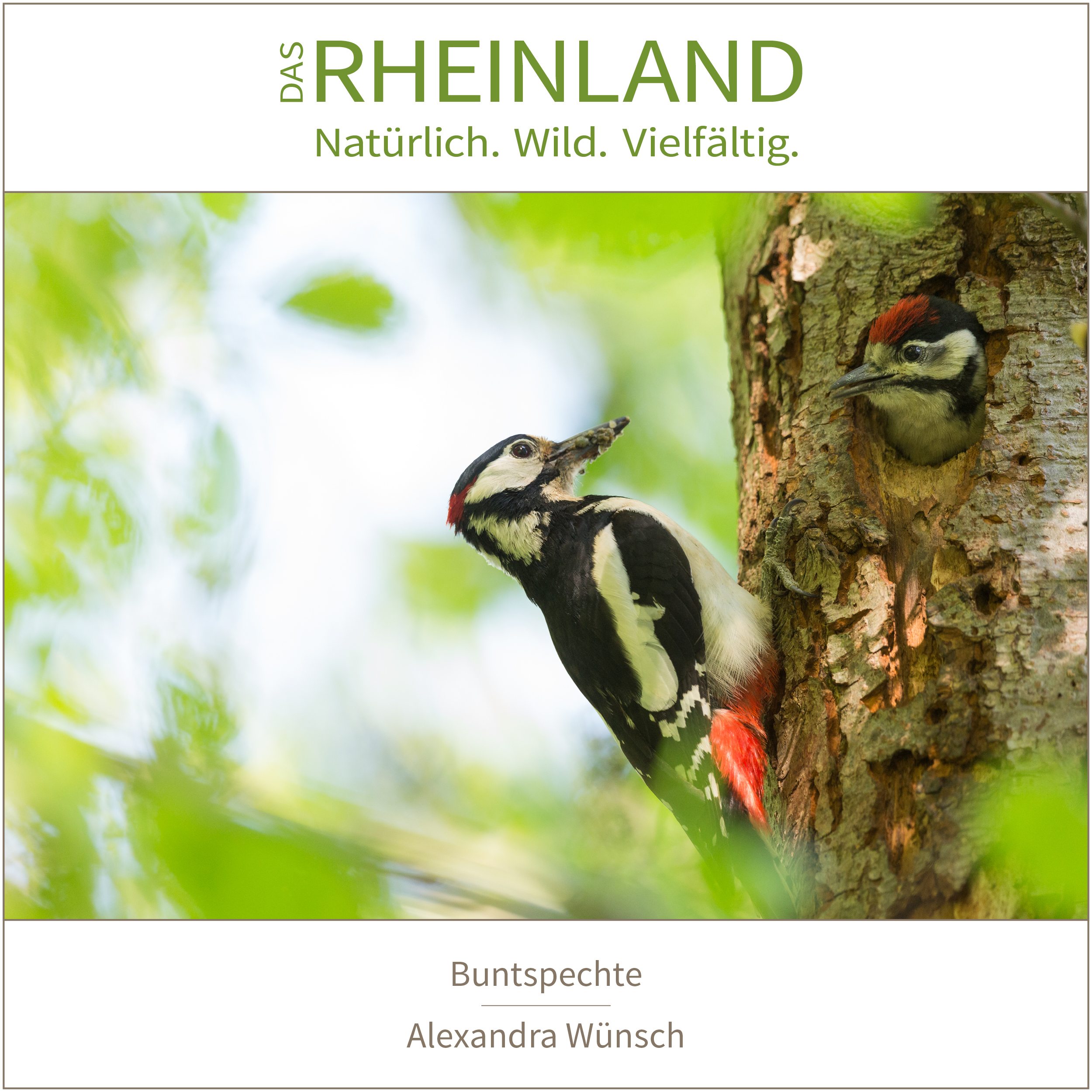 <b>Das Rheinland. <br />Natürlich. Wild. Vielfältig.</b><br />25 Naturfotograf:innen zeigen die Schätze ihrer Heimat 15 Buntspechte | Alexandra Wünsch